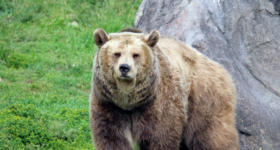 Bären in Kanada: 